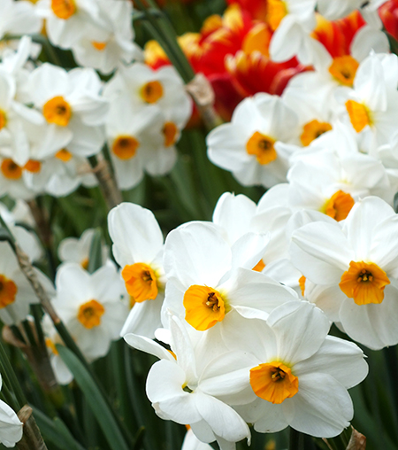 Narcissus ‘Geranium’